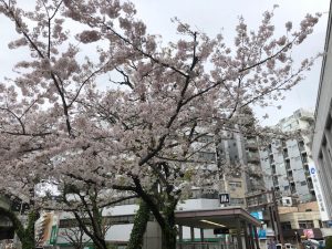 桜2020.4.2